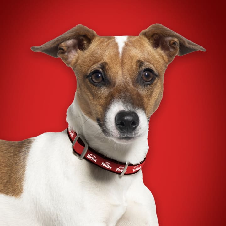 Frank's RedHot® Dog Collar - Image 3