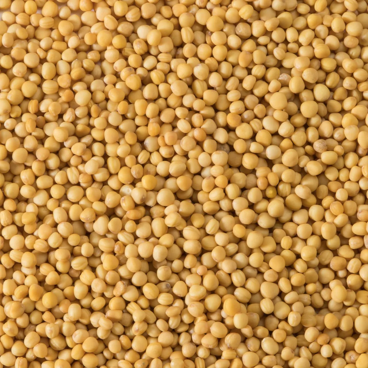 McCormick Gourmet™ Organic Yellow Mustard Seed, 2.12 oz - Image 12